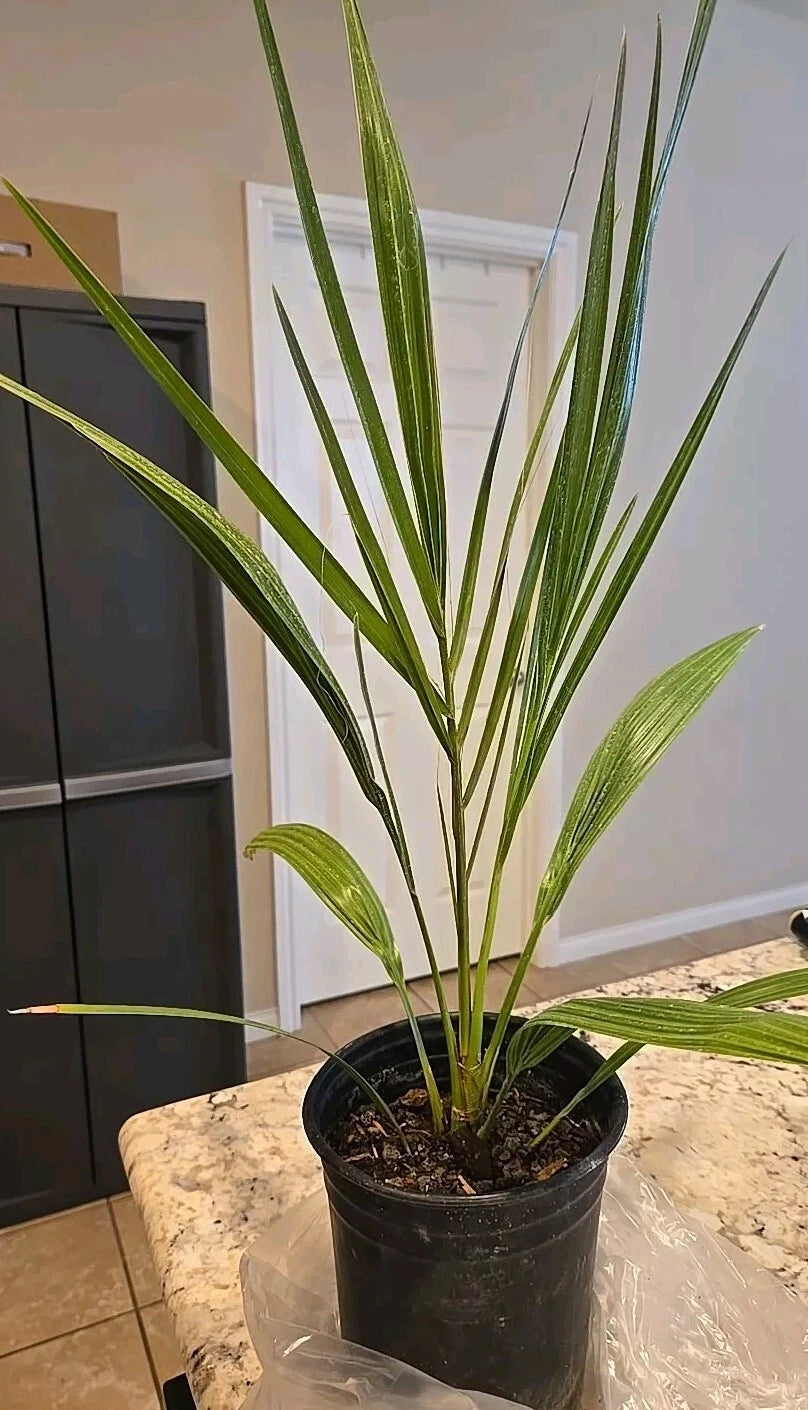 7" Potted Medjool Date Palm Tree, Phoenix Dactylifera, 5+ Years Old, 1 Live Plant