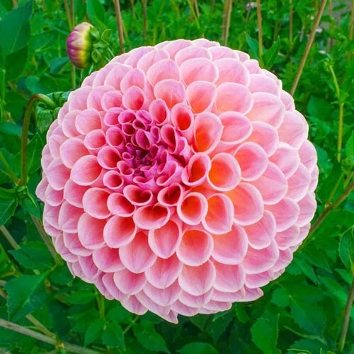 25 Winnie Dahlia Flower Seeds - Perennial Blooming Variety - Garden Seeds for Planting - Dahlia spp.