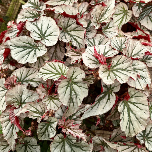 Angel Wing Begonia Plant - Looking Glass - Rare Silver Leaf Indoor Plant Plug - Begonia maculata