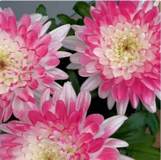 Pink Lace Mum Seeds - 200+ Flower Seeds, Chrysanthemum, Annual Blooming Plants, Pink Flower Variety