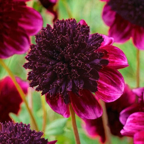 25 Rock Star Dahlia Seeds | Flowering Perennial | Colorful Blooms | Dahlia variabilis