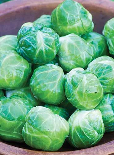 Mighty Brussels Sprouts Seeds - 500+ Count for Planting - High Yield Variety - Brassica oleracea