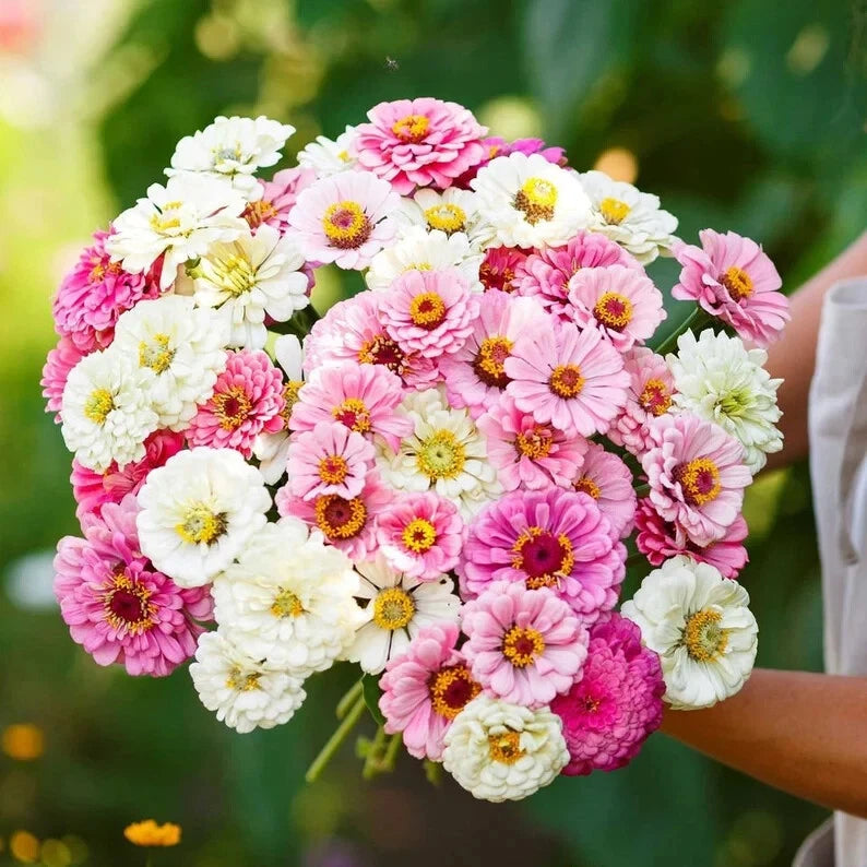 Blushing Bride Zinnia Seeds - 100 Organic Mix - USA Grown Zinnia Elegans