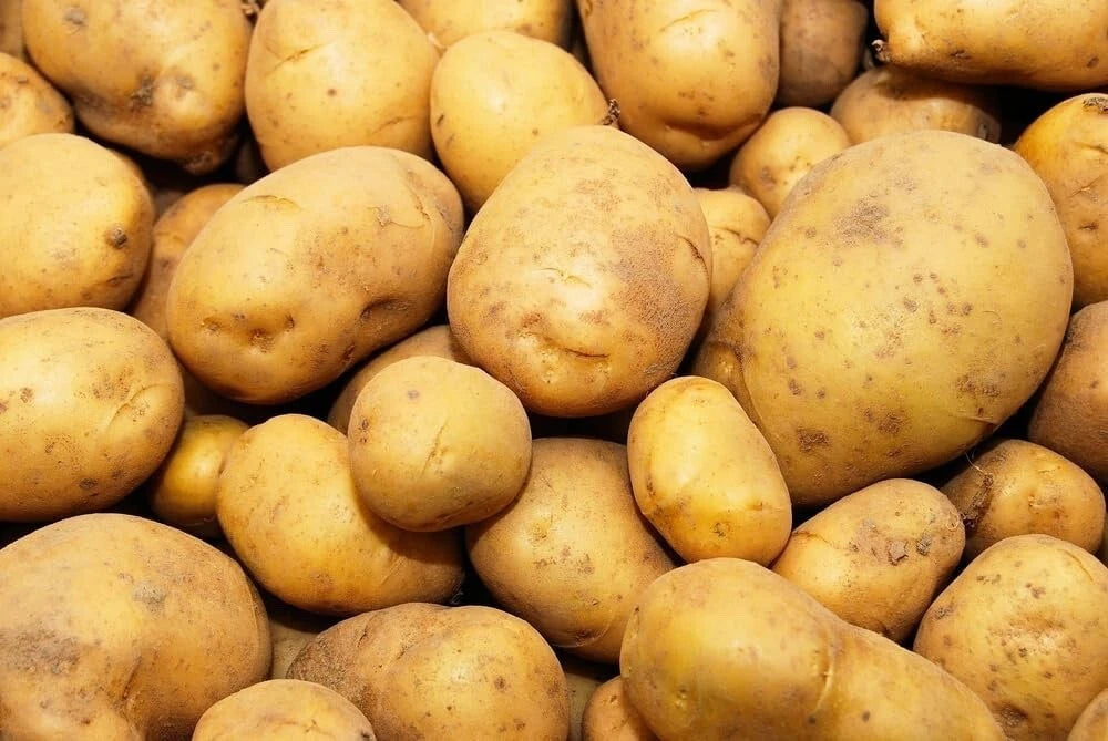 Kennebec Seed Potatoes for Planting - High Yield, Medium Size, White Skin, Solanum tuberosum
