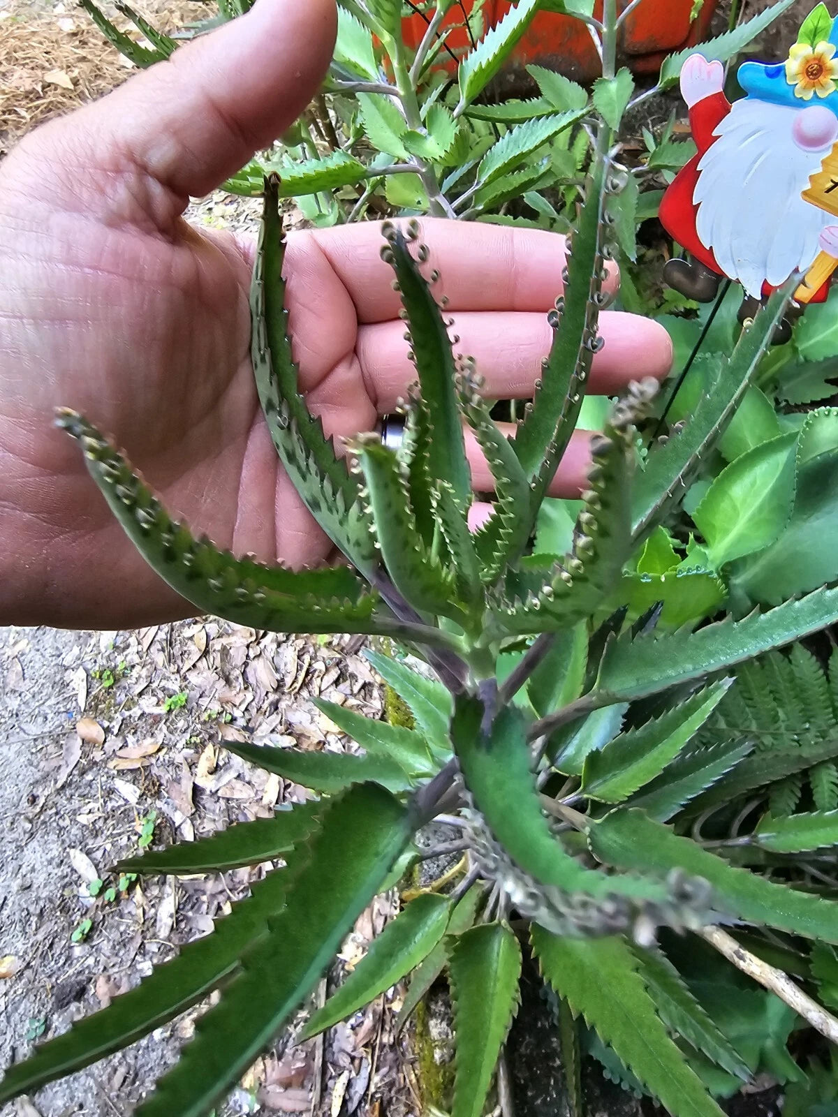 Mothers of Thousands Succulent Trio - Green Alligator Plant Kalanchoe daigremontiana 3-Pack