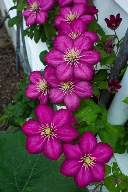 Magenta Clematis Seeds - 25 Perennial Flower Seeds - Clematis viticella - US Seller