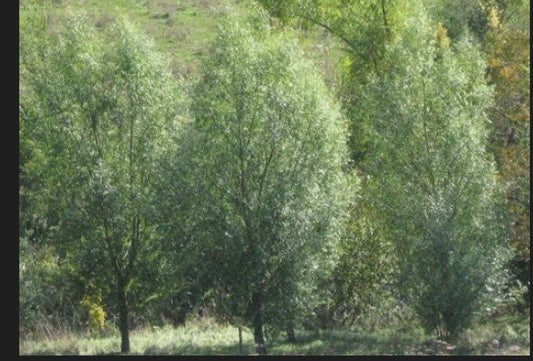 Aussie Hybrid Willow Thick Cutting - Fast-Growing Tree for Privacy and Shade - Salix x fragilis