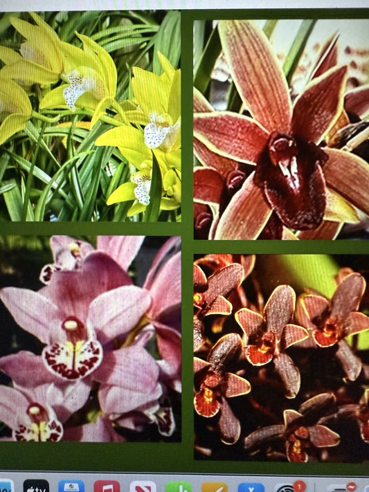 Cymbidium Orchid Seedling Bare Root - Choose from 8 Varieties - Exotic Cymbidium Orchids for Home or Garden