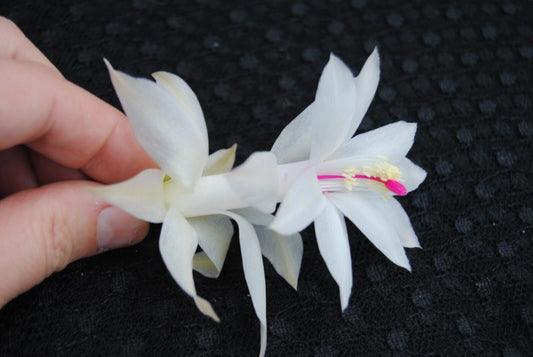 Christmas Cactus Starter Plant - Small Healthy Schlumbergera Truncata - Primavera Variety - Well Rooted for Easy Growth