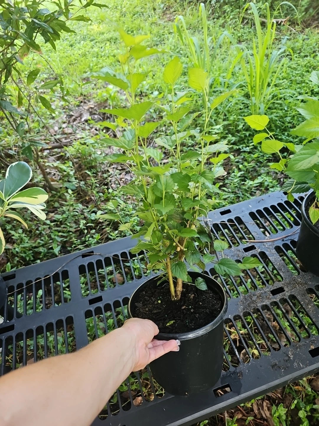 Large Dwarf Black Mulberry Live Plant - Morus Nigra - Everbearing, Well Rooted, Hardy Fruit Tree
