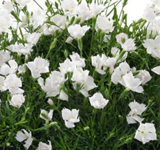 Beauties Annabelle Dianthus - Bare Root Perennial Plant - White Flowers - Dianthus spp. - Elegant Garden Addition (Set of 3)