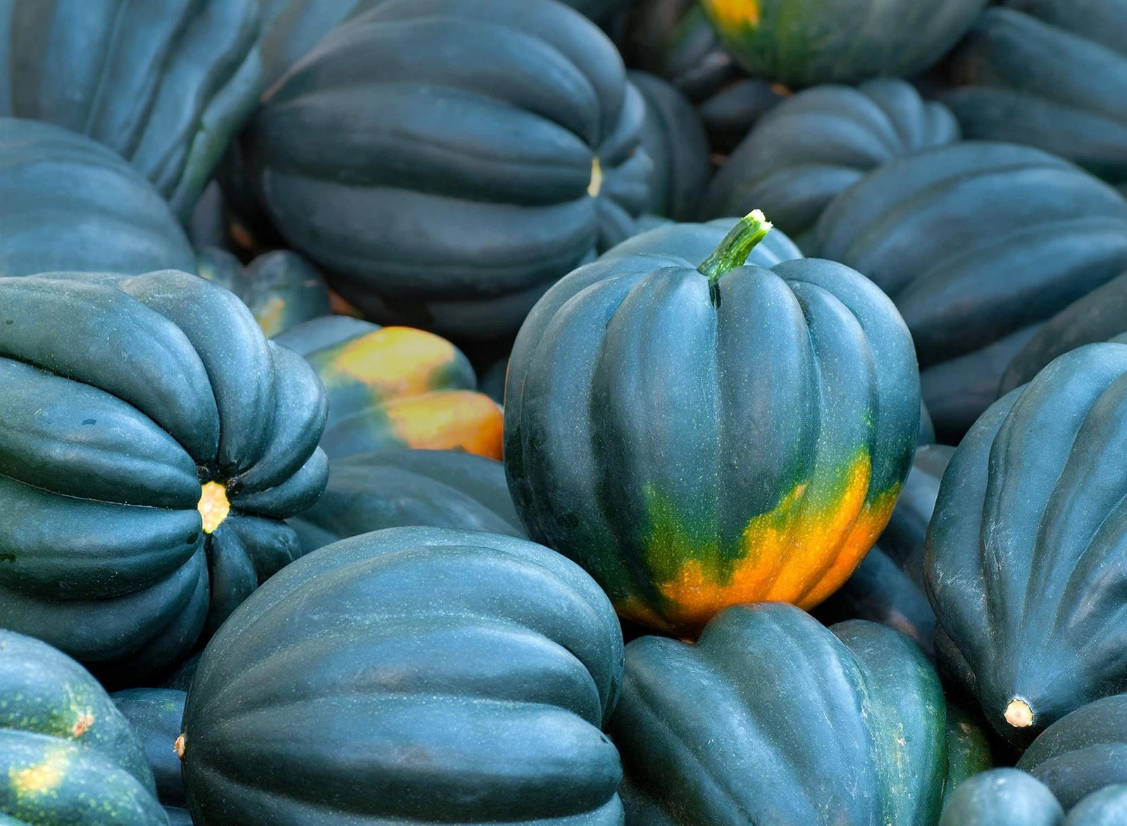Acorn Squash Seeds for Planting - 50+ Seeds - King Table Variety - Cucurbita pepo - Delicious Nutty Flavor