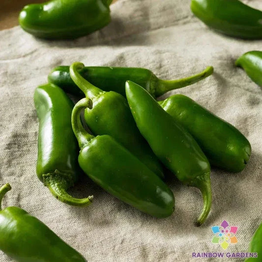 Jalapeno Tam Hot Pepper Seeds - 25+ Pack for Garden Planting - Capsicum annuum - USA Grown, Free Shipping