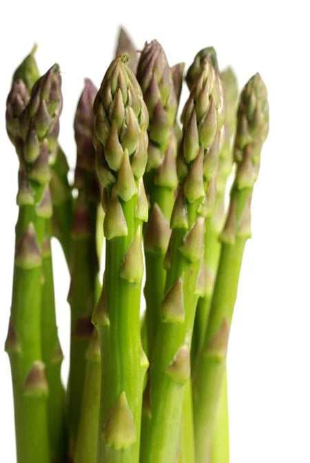 Asparagus Seeds - Fresh Mary Washington Variety - Asparagus officinalis
