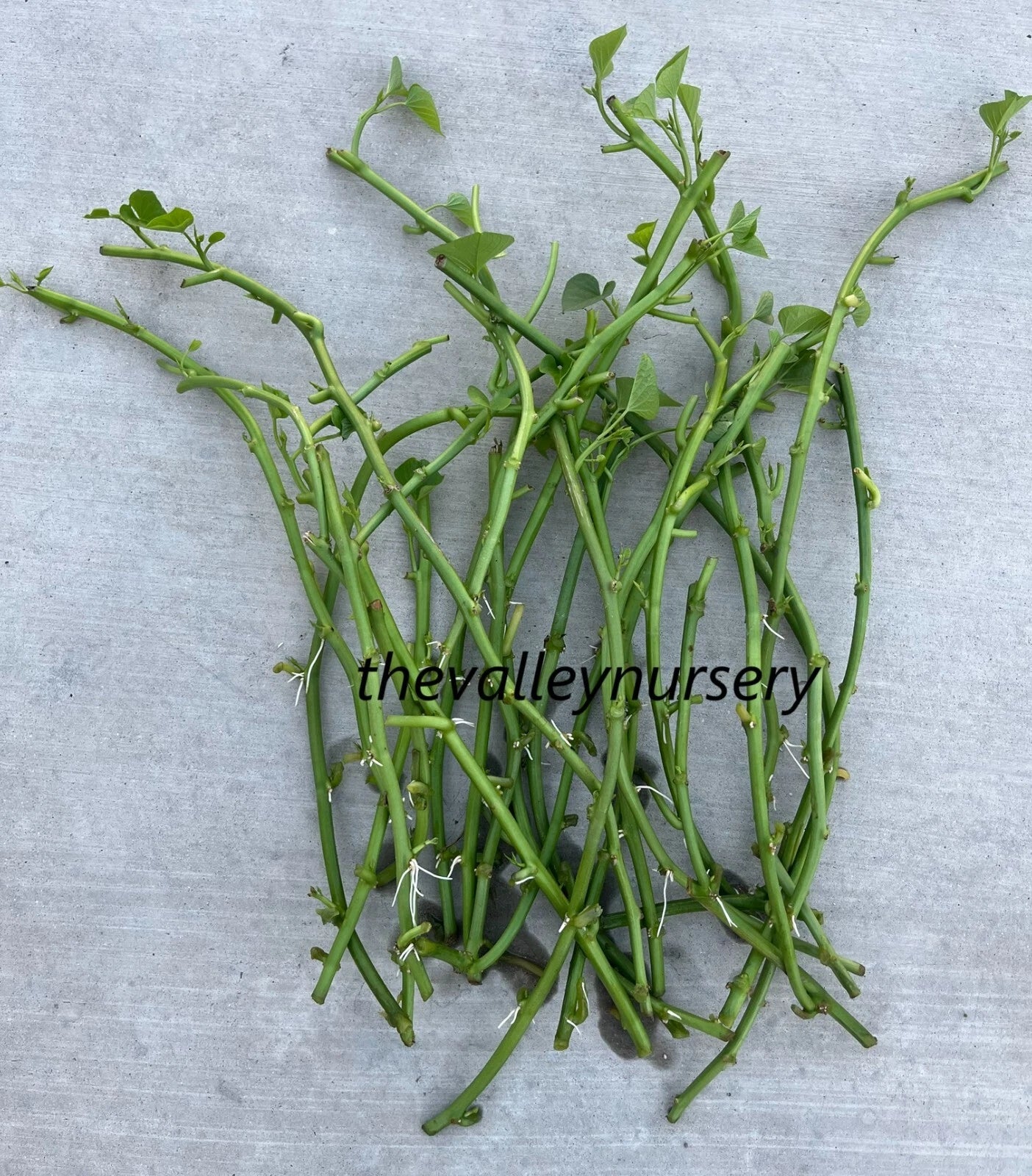 Sweet Potato Slips - 10 Fresh Rooted Cutting Vines - Ipomoea batatas - Ideal for Home Gardens and Planting