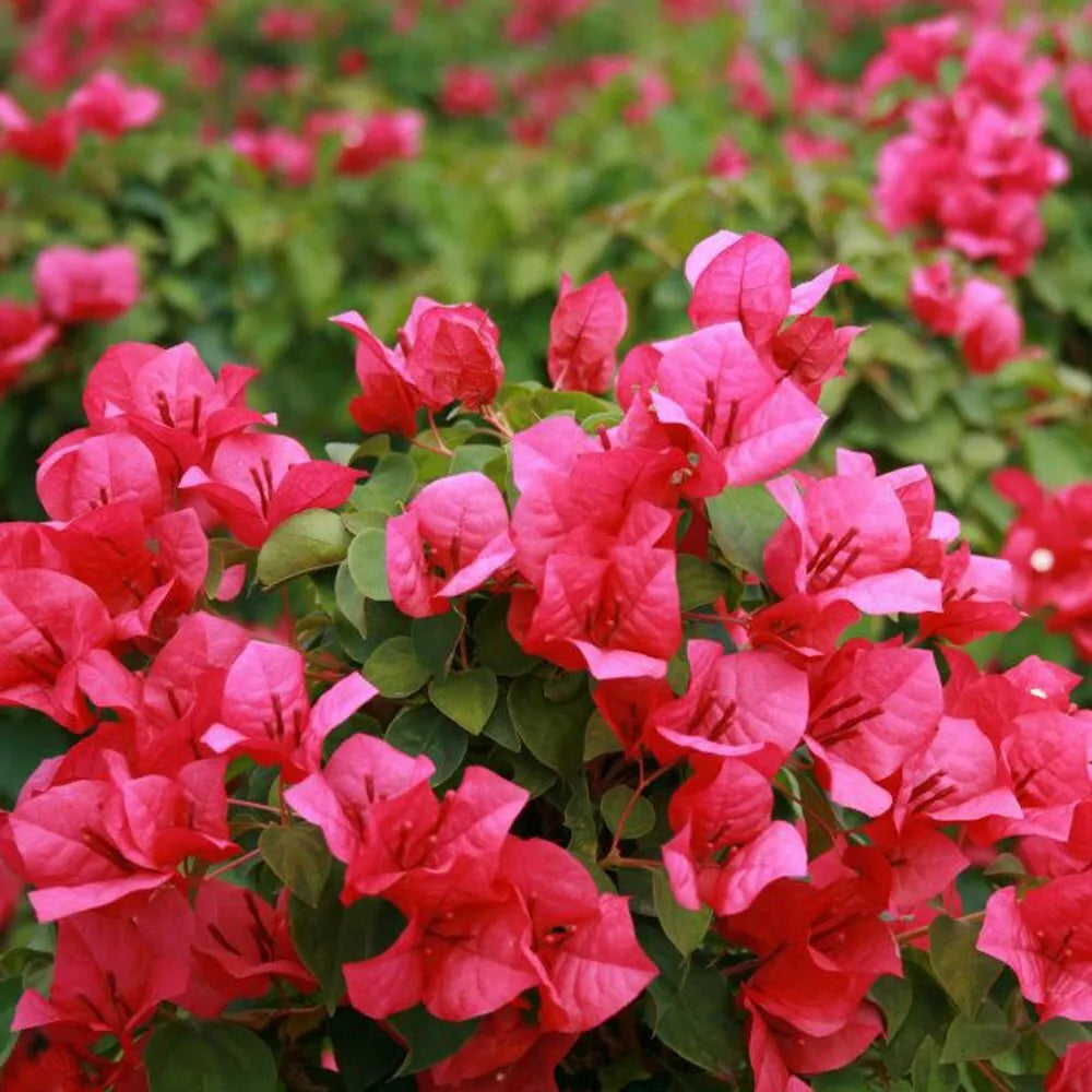 Bougainvillea Starter Plant - JUANITA HATTE Variety - Well Rooted - Ships Bare Root - Bougainvillea spp.