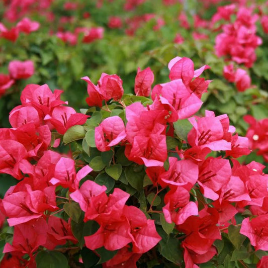 Bougainvillea Starter Plant - JUANITA HATTE Variety - Well Rooted - Ships Bare Root - Bougainvillea spp.