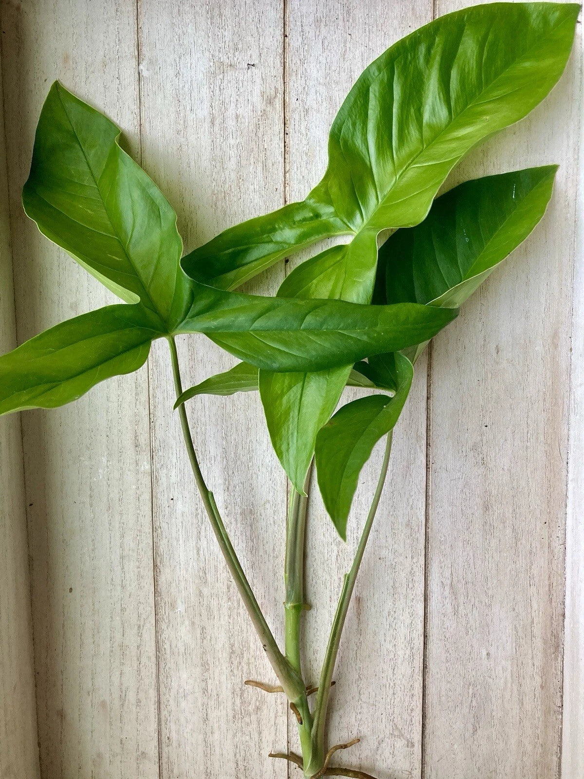 10 Rooted Arrowhead Vines - Healthy Tropical Plants - Syngonium podophyllum - Bare Root Cuttings, Pack of 10