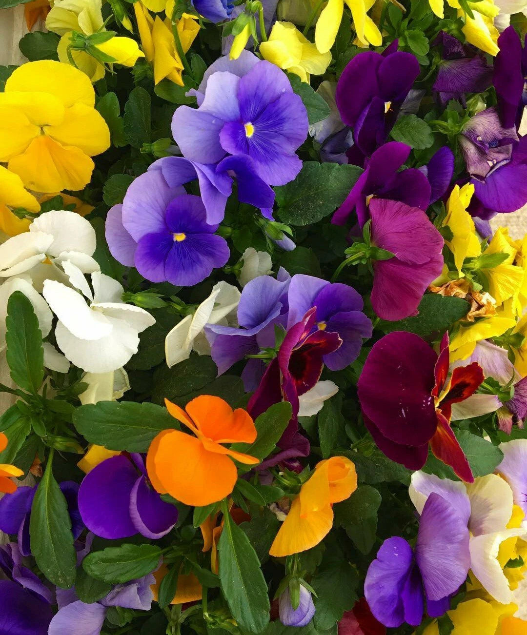 Pansy Seeds Flower Mix - 50 Count - Easy Grow Variety - Viola tricolor