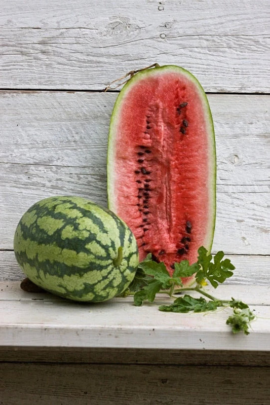Georgia Rattlesnake Watermelon Seeds - 50+ Heirloom Seeds for Planting - Citrullus lanatus