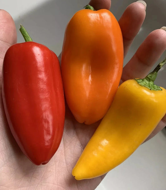 Lunchbox Sweet Snacking Pepper Seeds - 25 Organic Non-GMO Heirloom - Red, Orange, Yellow Varieties - Capsicum annuum
