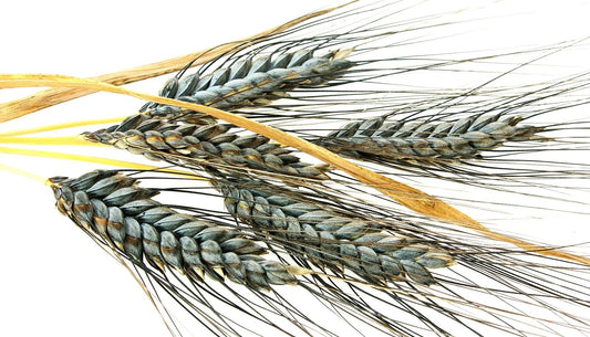 Einkorn Wheat Seeds - 1000+ Heirloom Organic Non-GMO - Ancient Grain for Planting (Triticum monococcum)