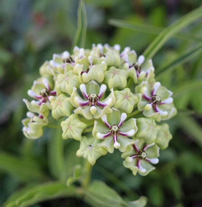Milkweed Seeds - 30 Non-GMO Monarch Butterfly Host Plant - Asclepias tuberosa - Loves Heat - Texas Variety