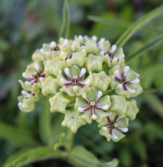 Milkweed Seeds - 30 Non-GMO Monarch Butterfly Host Plant - Asclepias tuberosa - Loves Heat - Texas Variety
