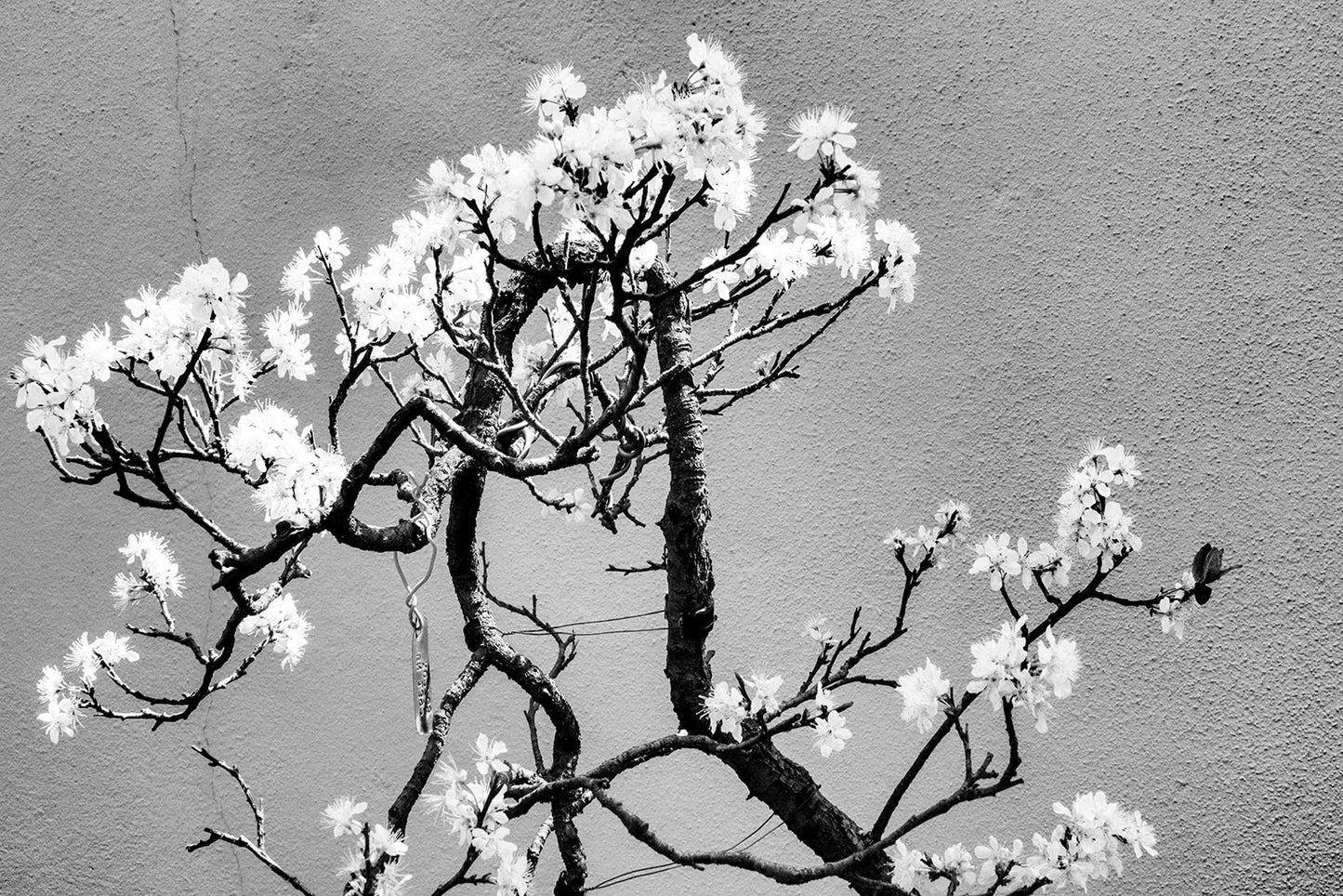 Cherry Tree Bonsai Seeds - 20 Seeds for Planting - Prunus serrulata - Ideal for Indoor Gardening