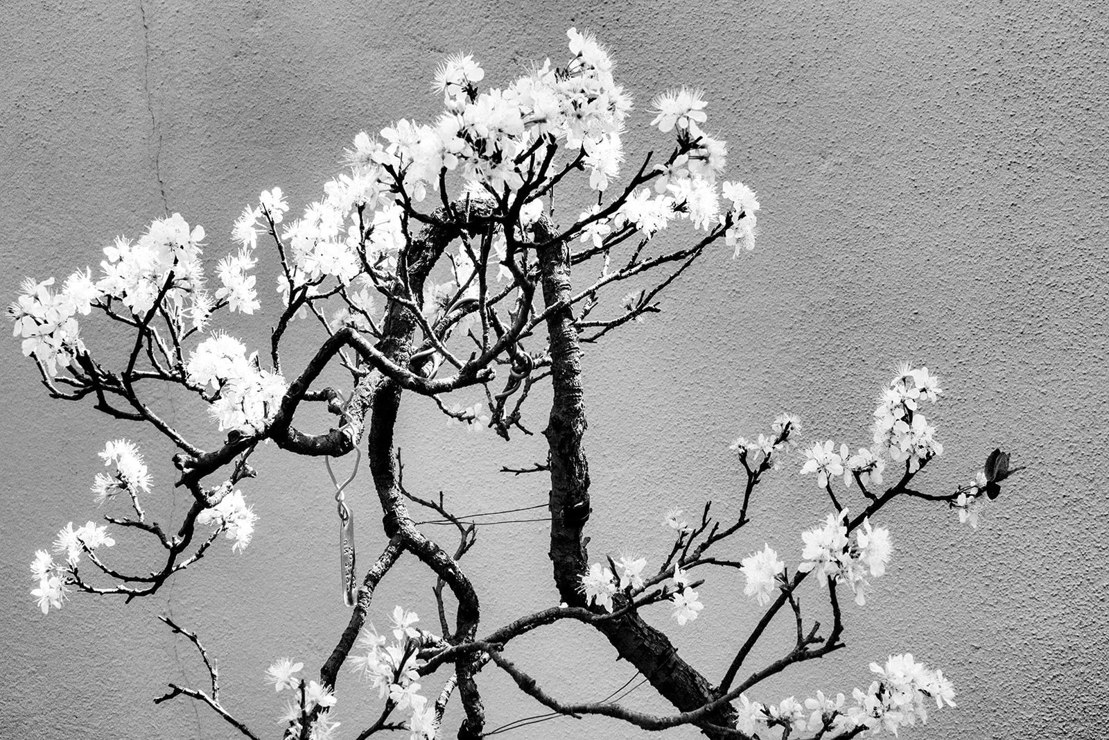 Cherry Tree Bonsai Seeds - 20 Seeds for Planting - Prunus serrulata - Ideal for Indoor Gardening