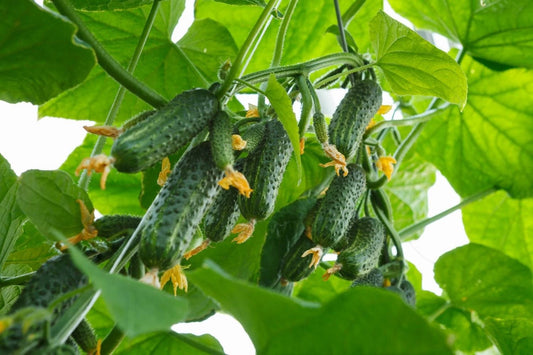 Boston Pickling Cucumber Seeds - 50+ Seeds - Heirloom Variety - Cucumis sativus