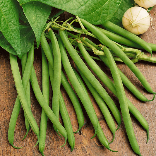 Bulk Green Bean Seeds | Non-GMO Heirloom Vegetable Seeds | Phaseolus vulgaris | 2025 Harvest