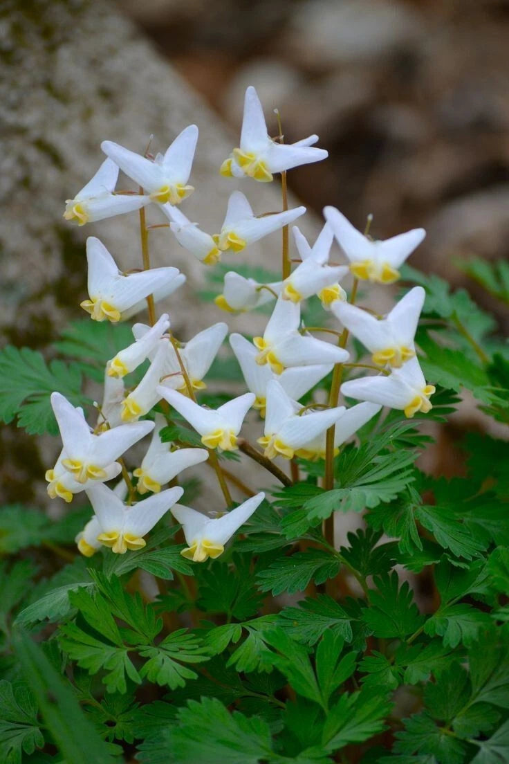 Dutchman Breeches Bulbs Bareroot Dicentra Cucularia Perennial Flowers for Shade Gardens