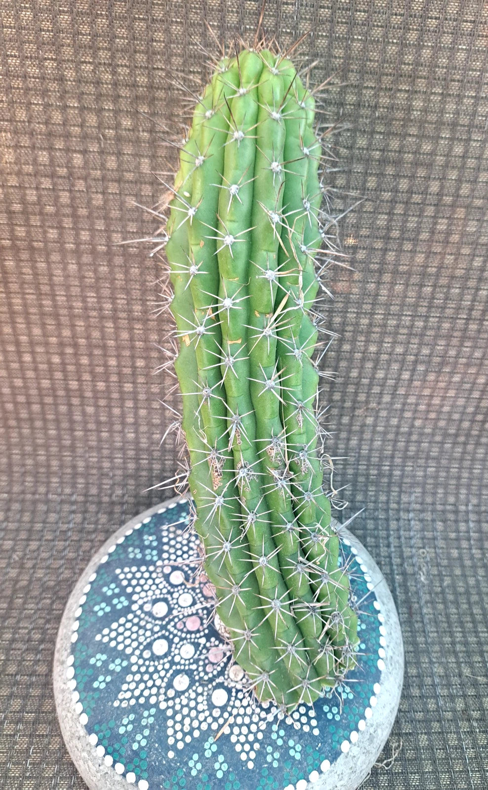 Cereus Thelegonus Cactus Cutting H11 | Unique Succulent Plant | Ideal for Home Decor and Gardening