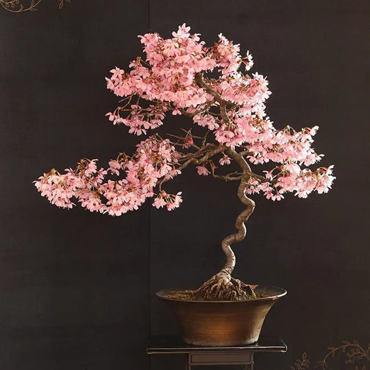 Japanese Cherry Bonsai Tree Seeds - 20 Pack - Prunus serrulata - Ideal for Gardening and Indoor Planting
