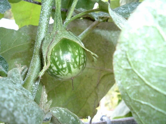 Kermit Eggplant Seeds - 20+ Seeds for Planting Round Thai Eggplant, Solanum melongena