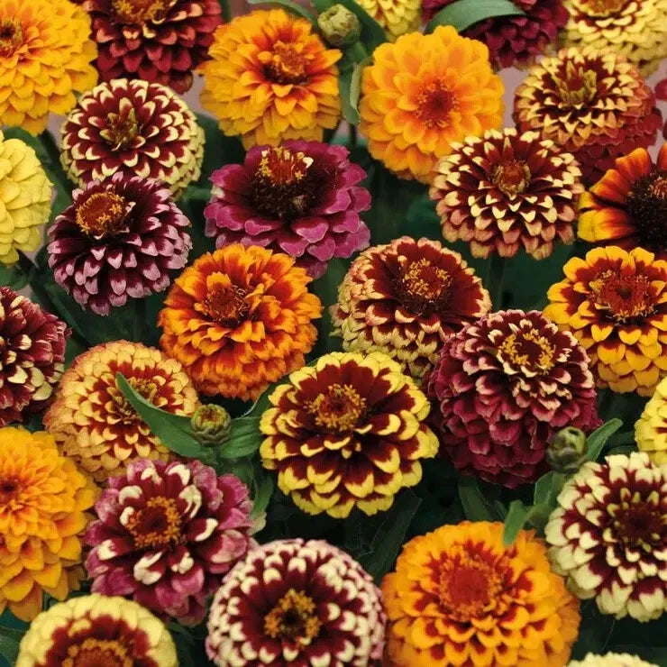 Aztec Mix Zinnia Seeds - 100+ Pack for Garden Planting - Zinnia elegans - USA Made - Free Shipping