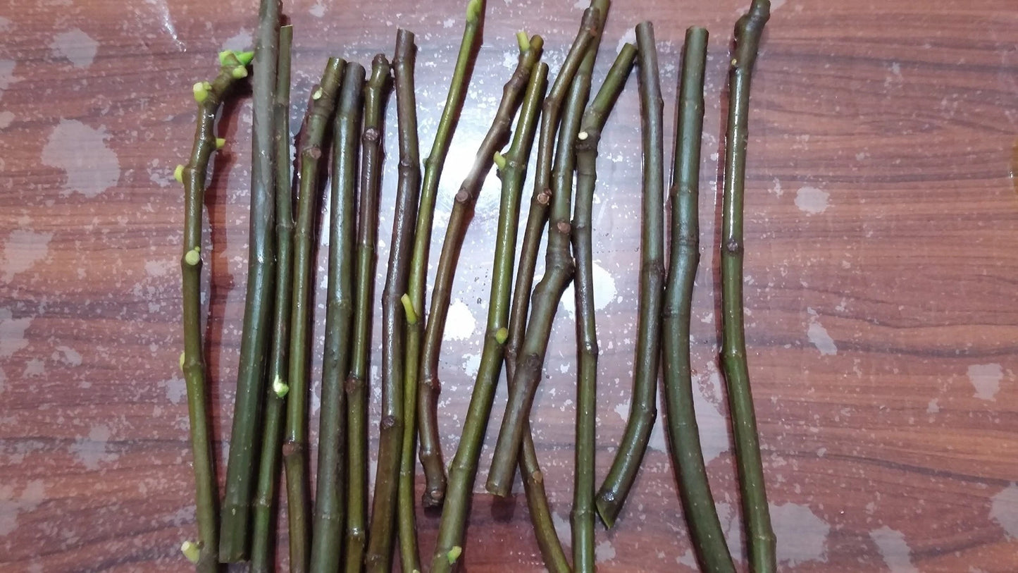 Desert King Fig Cuttings (Ficus carica) - 2 Unrooted 6-8" | Cold Hardy Green Fig with Sweet Red Flesh | Ideal for Propagation & Home Gardens