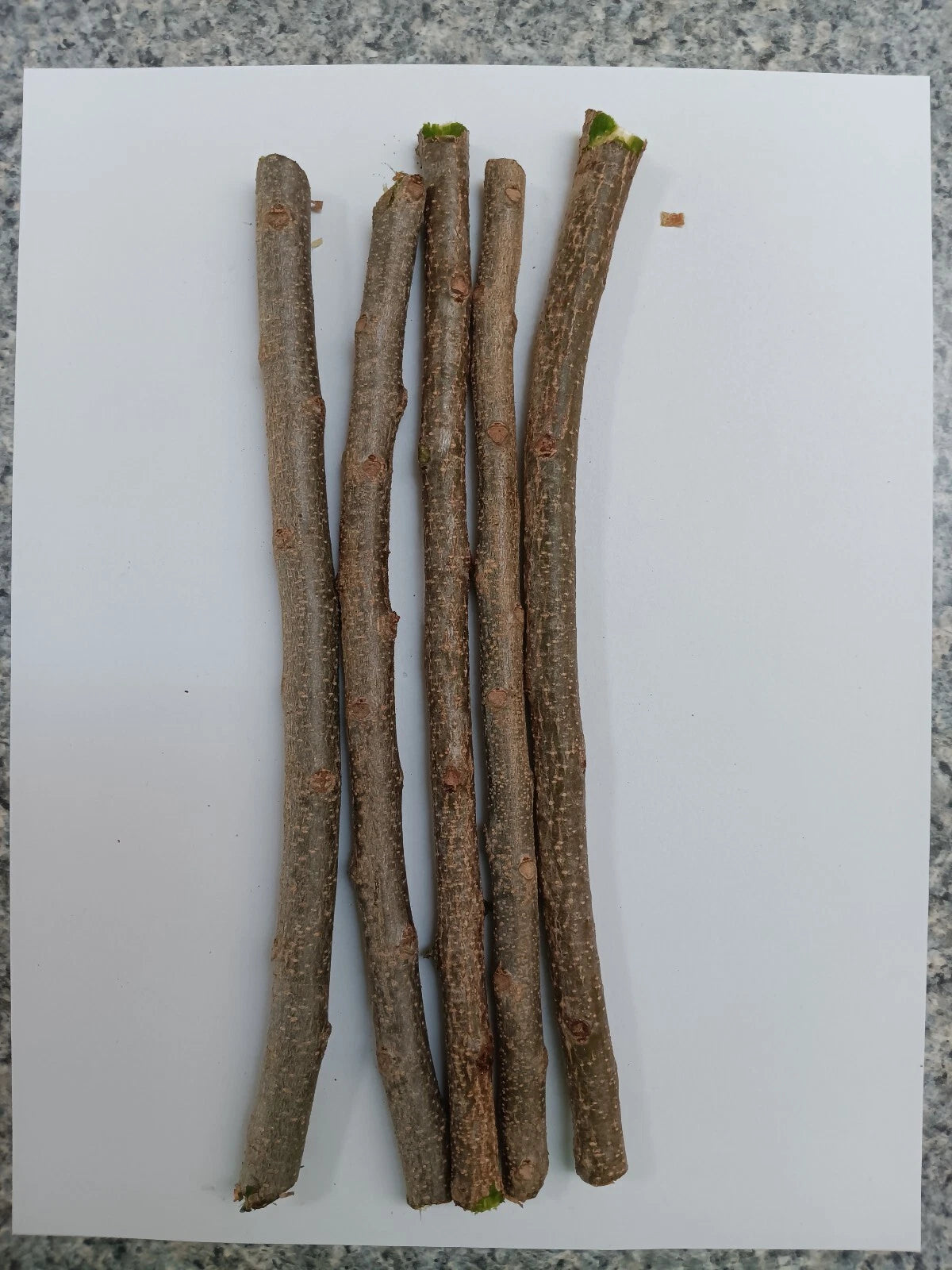 3 Fresh Hog Plum Cuttings – Spondias purpurea Ciruela Spanish Plum – Tropical Fruit Tree – Unrooted Live Stems for Propagation