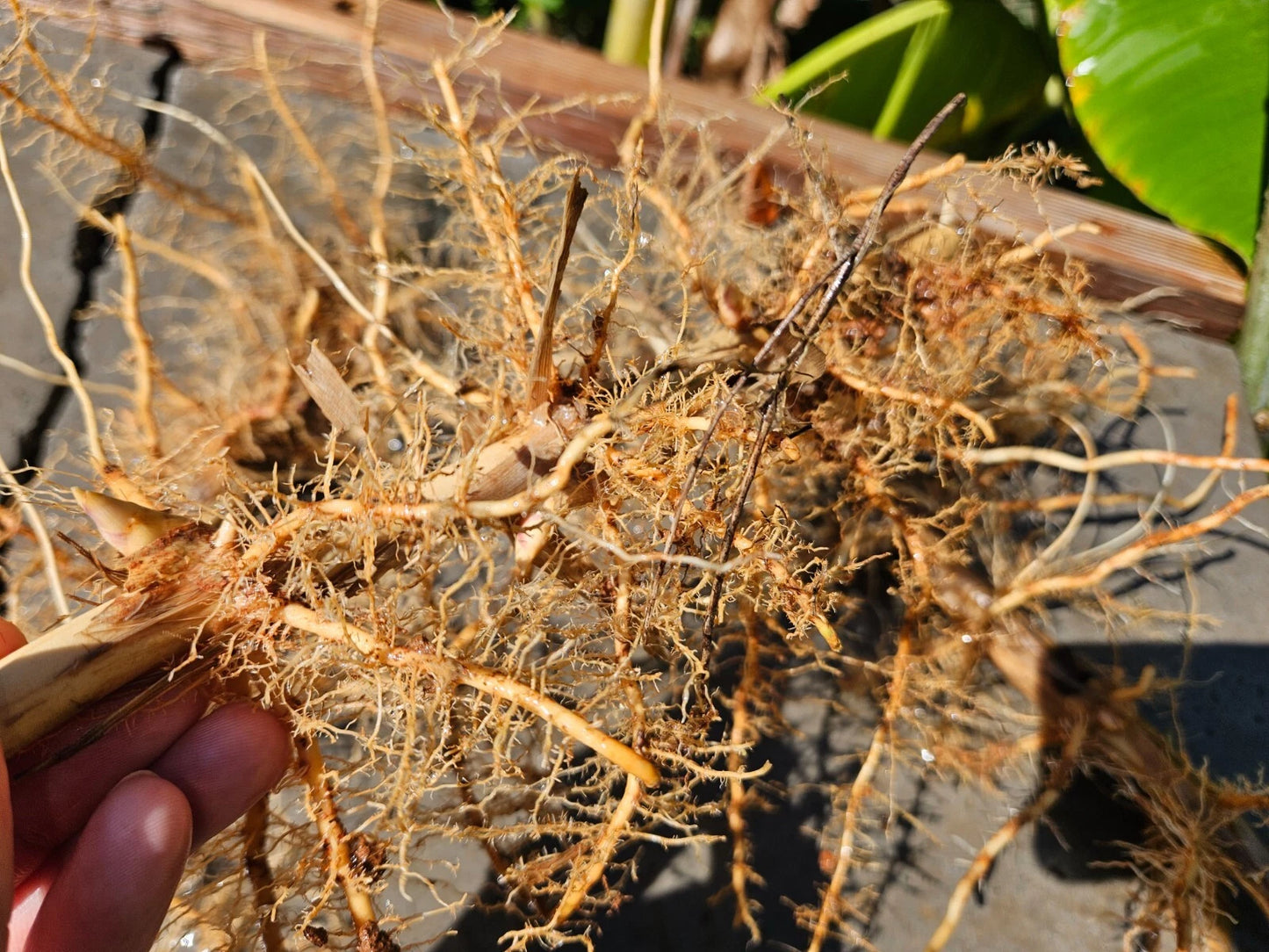 Madake Bamboo Rhizomes – Phyllostachys bambusoides, Fast-Growing Giant –  Jayme Garden