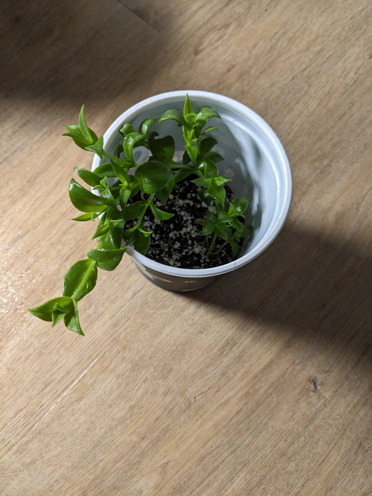 1 Sceletium Tortousum Kanna rare live rooted plant