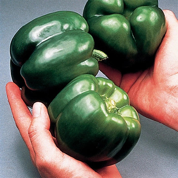 California Wonder Bell Pepper Seeds - 10+ Heirloom Non-GMO - Capsicum annuum - Organic Vegetable Gardening Supplies