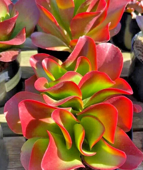 Kalanchoe 'Dragonfire' - Large 7" Bright Red Leaves - Rare Succulent Plant - Indoor Houseplant