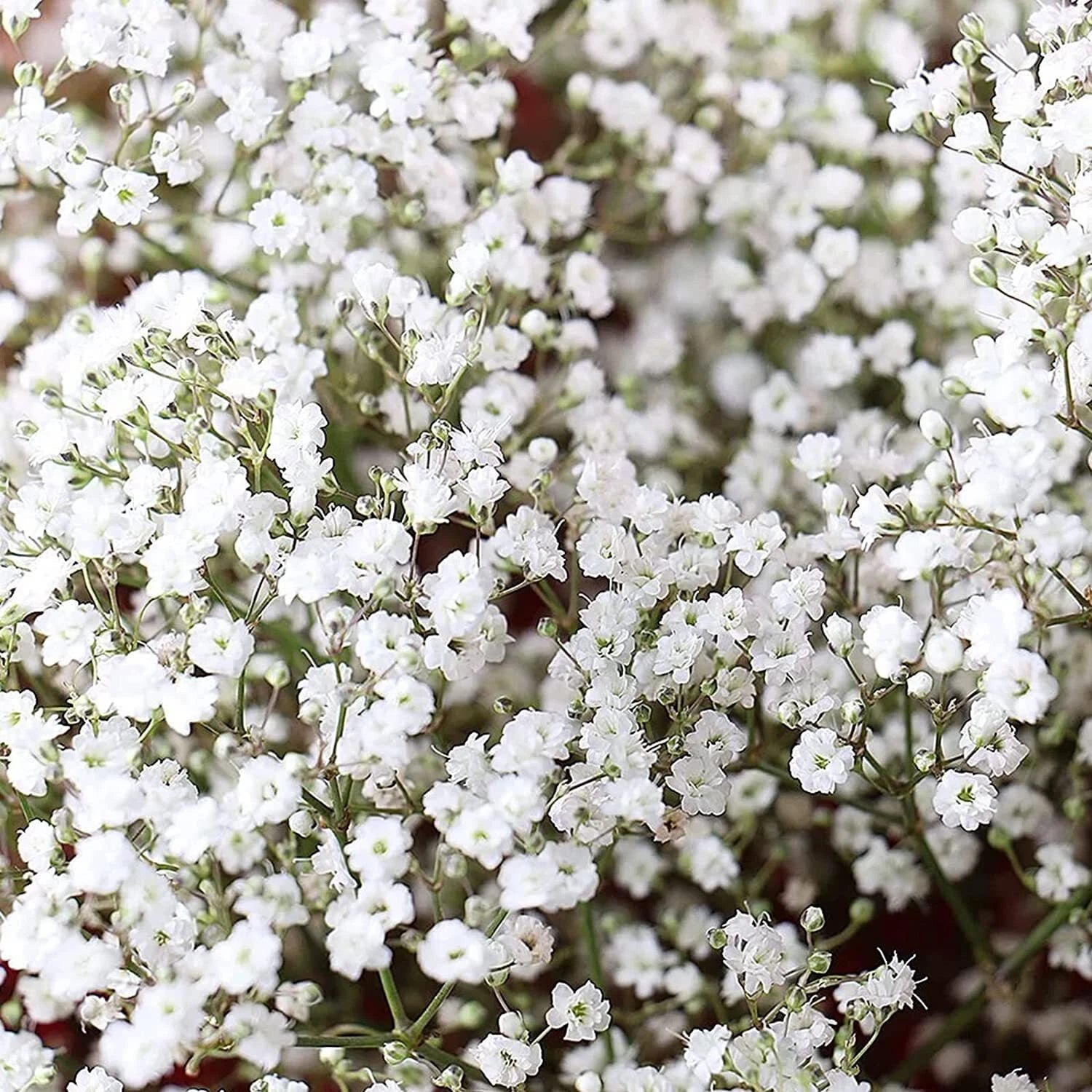 Babys Breath Seeds for Planting - 1,000 Count - Easy to Grow Annual Flowers - Gypsophila elegans