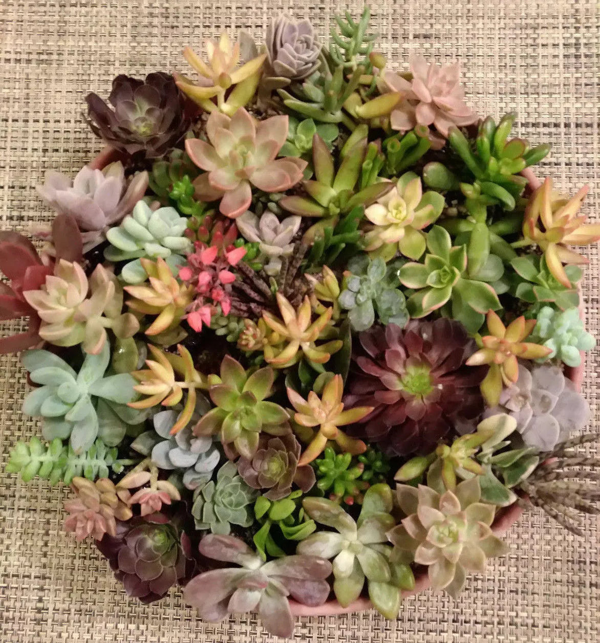 40 Succulent Cuttings Set - 40 Varieties with 5 Rare Species - Diverse Collection for Plant Enthusiasts, Ideal for Gardening