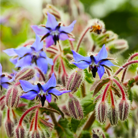 Borage Seeds - Starflower Blue Purple Flower Seeds - Borago officinalis for 2025 Planting