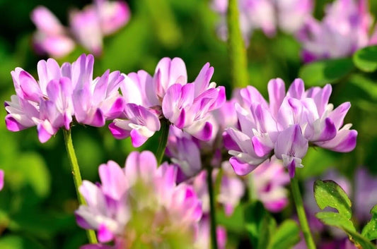 Chinese Milk Vetch Flower Seeds 500 Count - Astragalus sinicus, Fast-Growing, Hardy, Ideal for Gardens and Pollinators