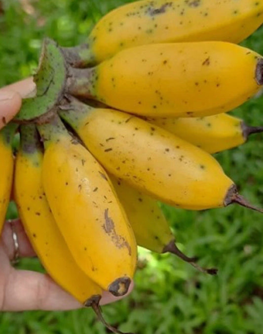 Banana Plant Starter - Live Musa Banana - 2 Plants - Perfect for Indoors or Outdoors