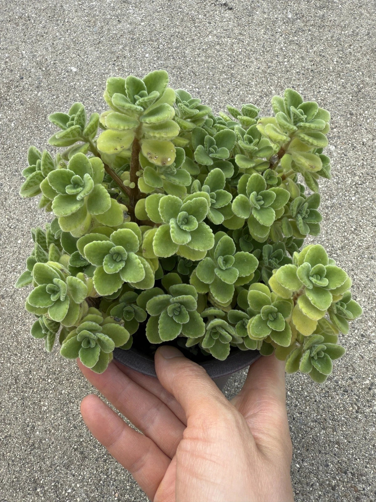 Vicks Plant Cutting - 2” Plectranthus Tomentosa - Unique Scent Herb for Aromatherapy and Home Gardening