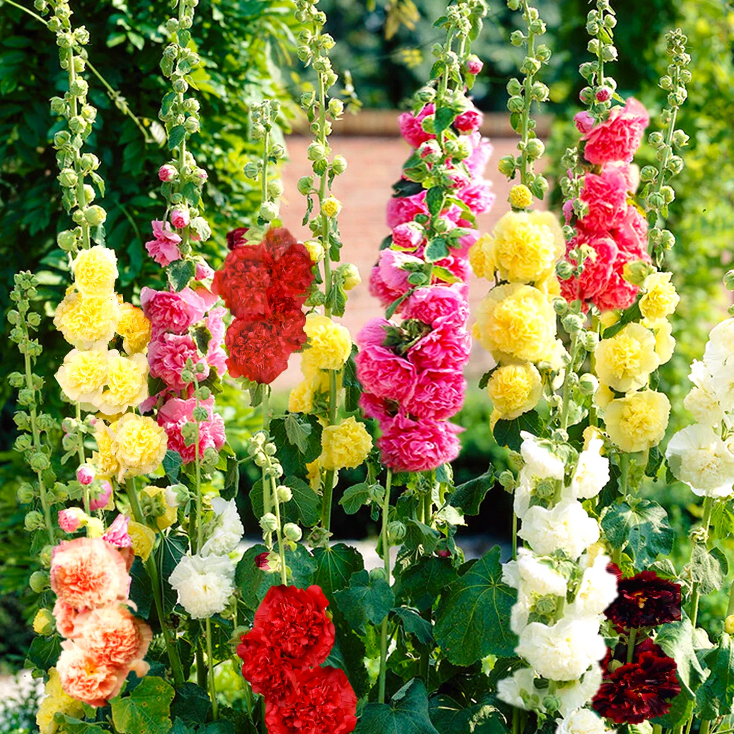 Chater's Double Mix Hollyhock Seeds | Double Peony Flower Seeds | Alcea rosea | 2025